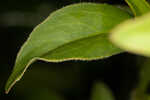 Fringeleaf tickseed